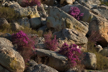 Russia. Mountain Altai. Chuyskiy tract in the period of the flowering of Maralnik (Rhododendron Ledebourii).