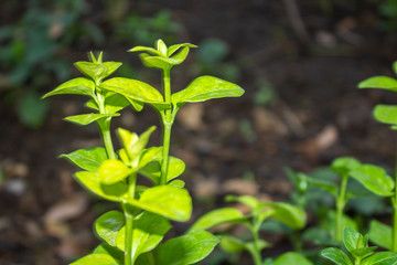 plantar verdes.