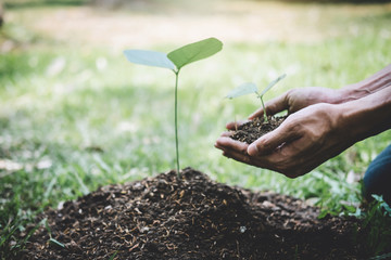 Planting a tree, Two hands of young man were planting the seedlings and tree growing into soil while working in the garden as save the world, earth day, nature, environment and ecology concept