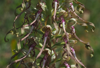 Bocksriemenzunge, Nahaufnahme