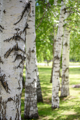 birches in a row close-up with blurred background on a Sunny day