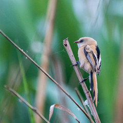 Close up of a young Bearded Reedling in the wild- Romania
