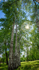 Fototapeta premium birches in the meadow in summer and sunlight through the branches of trees