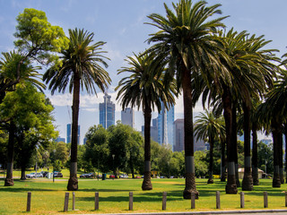Naklejka na ściany i meble Beautiful palm trees line the shores of the river Yarra in Melbourne, South Australia
