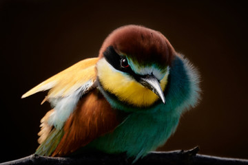 Majestic close-up of an European bee-eater bird (Merops apiaster) isolated on brown background