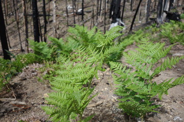 Landscapes of the Pacific Northwest