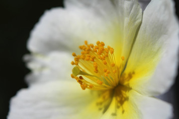 Extreme close up image of the lovely white flower of Helianthemum apenninum also known as rock rose or sun rose.