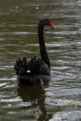 black swan on the pond in royal park