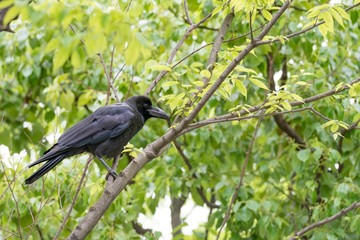 Big black raven sitting on a tree