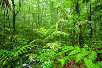 Fototapeta na wymiar Pure tropical forest on rainy morning.