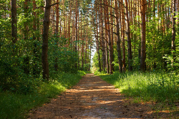 Footpath for people in the green forest. National park.