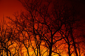 Obraz premium Night fire in the autumn deciduous forest