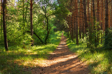 Footpath for people in the green forest. National park.