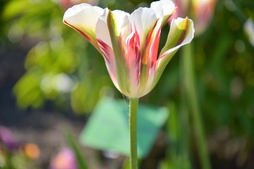 Spring colorful tulip with selective focus on blurred background. White tulip with red and green stripes on the petals. Beautiful spring flower on a flowers bed in the park. Summer background. 