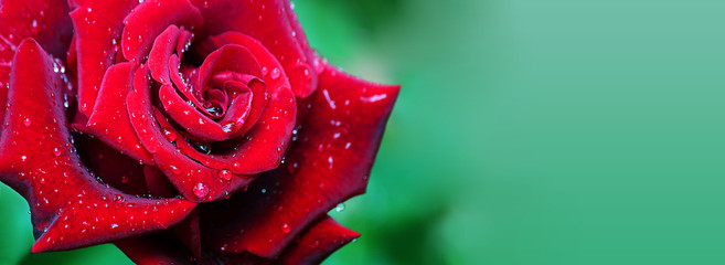 Beautiful red rose flower isolated on turquoise background. Water drops on the petals. Natural texture, selective focus.Banner