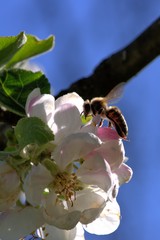 Biene an Apfelblüte