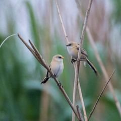 Close up of a young Bearded Reedling in the wild- Romania