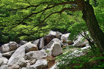 North Korea. Diamond mountains. Mt.Kumgang