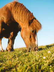 Brown horse grazing on a pasture with clear blue sky