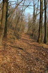 Lombardy forest road in winter