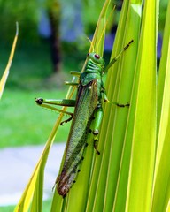 grasshopper on grass