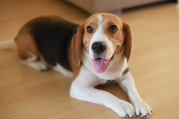 Beagle is a very smart and cute dog.