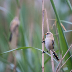 Close up of a young Bearded Reedling in the wild- Romania