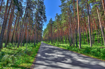 Asphalt Walkway in pine grove at bright summer day, forest coolness