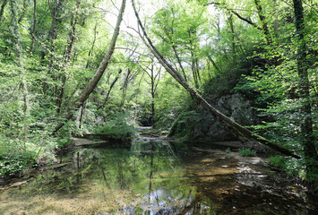Fototapeta na wymiar wild forest with many lush trees and a small stream with clear w