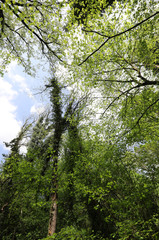 wild forest with many lush trees seen from below