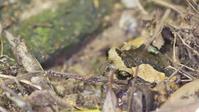 a Banded bullfrog is burrowing the pit in the ground almost cover entire the body