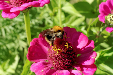 Pink dahlia flower with a bumblebee sitting on a flower on the background of blurred green foliage.