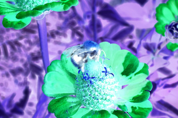 Pink dahlia flower with a bumblebee sitting on a flower on the background of blurred green foliage. Inverted image.