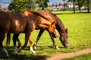 Horses on a meadow, sunny spring day