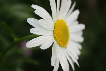 Fototapeta premium closeup of a daisy