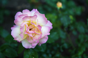 Beautiful white and pink rose
