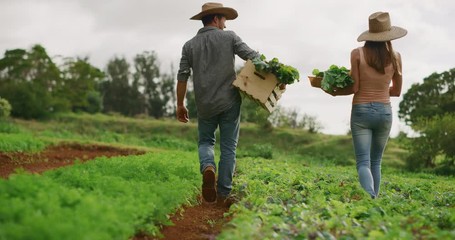 Young man and woman walking through crop rows holding their organic vegetable harvest, young farmers harvesting crops on sustainable agriculture farm - Powered by Adobe