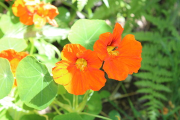 orange flower in the garden