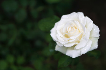 Beautiful white rose