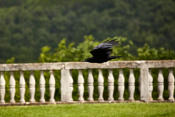flying hunting bird crow speed