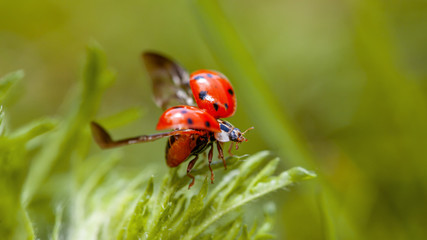 Asiatischer Marienkäfer