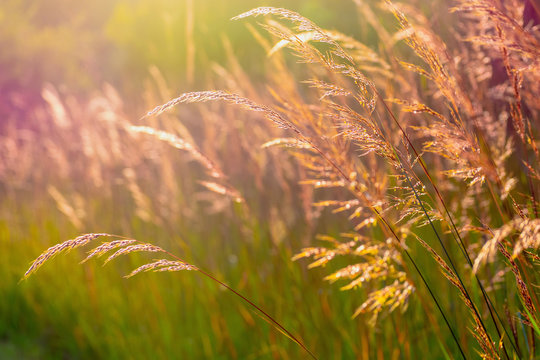 Closeup of native prairie grass at golden hour - Powered by Adobe
