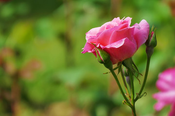 Beautiful pink rose