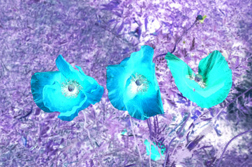 Three red poppy flowers on the background of blurred green foliage. Inverted image.