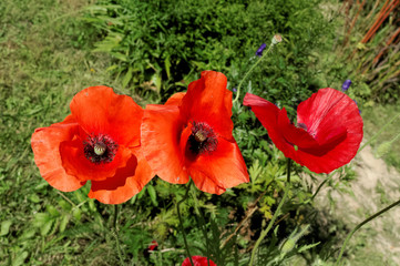 Three red poppy flowers on the background of blurred green foliage.