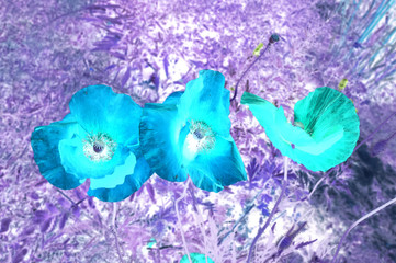 Three red poppy flowers on the background of blurred green foliage. Inverted image.