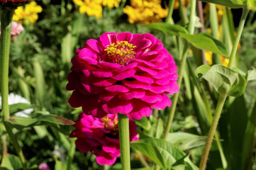 Pink dahlia flower on the background of blurred green foliage.