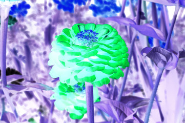 Pink dahlia flower on the background of blurred green foliage. Inverted image.