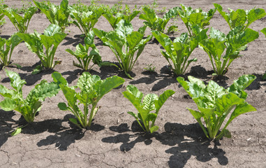 On the farm field grow sugar beets