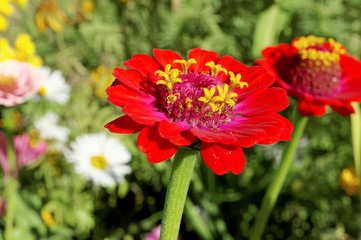 Red dahlia flower on the background of blurred green foliage.